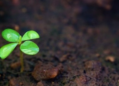 5 самых странных способов заработка